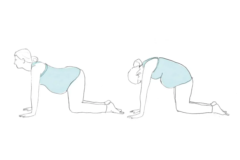 Pregnant woman doing cat cow pose drawing