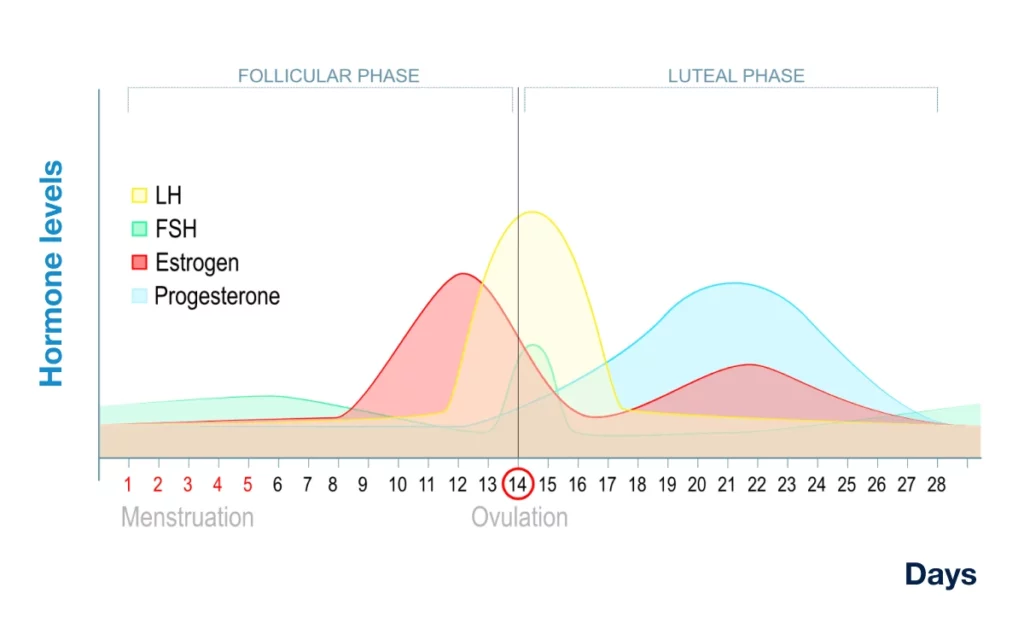 Menstrual Cycle phases graph