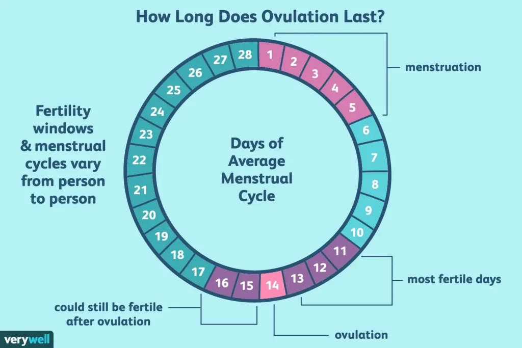 cycle and fertility