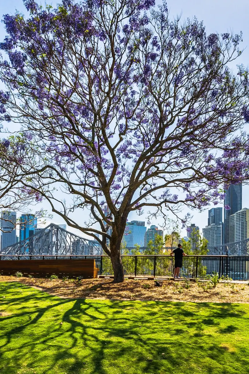 australia-s-beautiful-jacaranda-tree-doula-brisbane