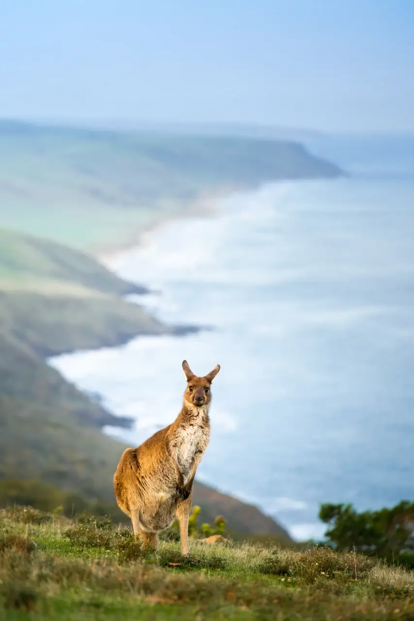 deep-creek-kangaroo-Doula Australia