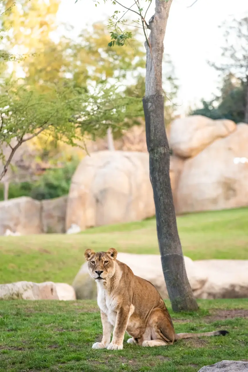 lioness-looking-at-camera-calmly-in-a-zoo-detroit-doula