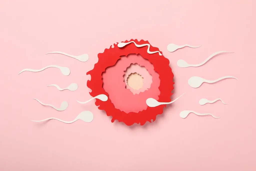 fertilization-concept-ovulation-period-sperm-and-egg-menstrual-cycle-phases